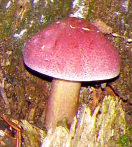 Foresta di Campigna - funghi da determinare